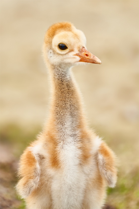 Sandhill-Crane-chick-facing-3-4-days-old-_7R40744-Indian-Lake-Estates-FL-1