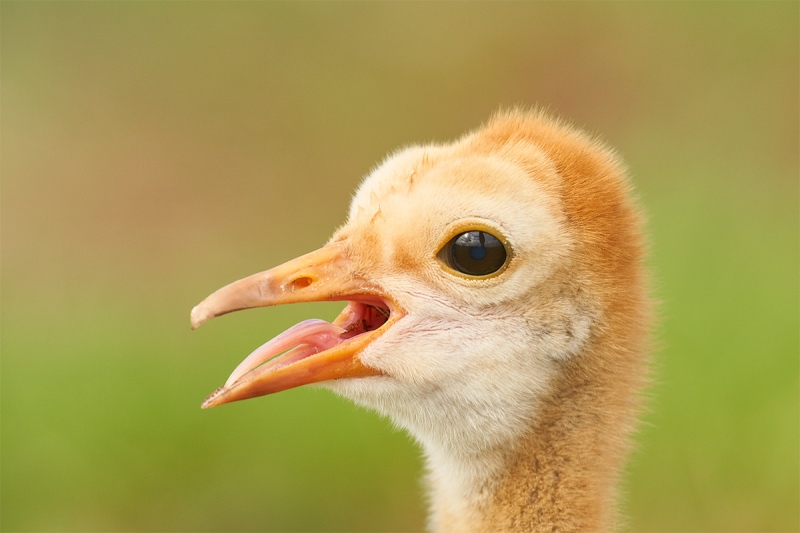 Sandhill-Crane-chick-one-week-old-head-portrait-showing-tongue-_7R41017-Indian-Lake-Estates-FL-1
