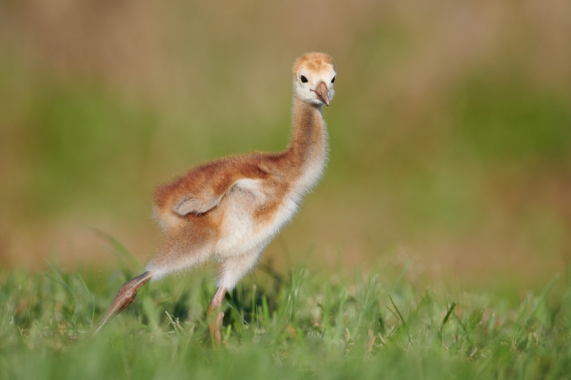 Sandhill-Crane-chick-stretching-wing-_BUP9407Indian-Lake-Estates,-FL