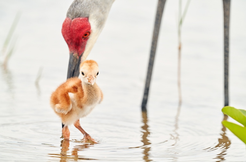 Sandhill-Crane-chick-with-adult-_7R49456-Indian-Lake-Estates-FL-1