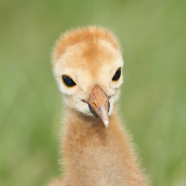 Sandhill-Crane-chick-with-tumor-_7R41826-Indian-Lake-Estates-FL-1