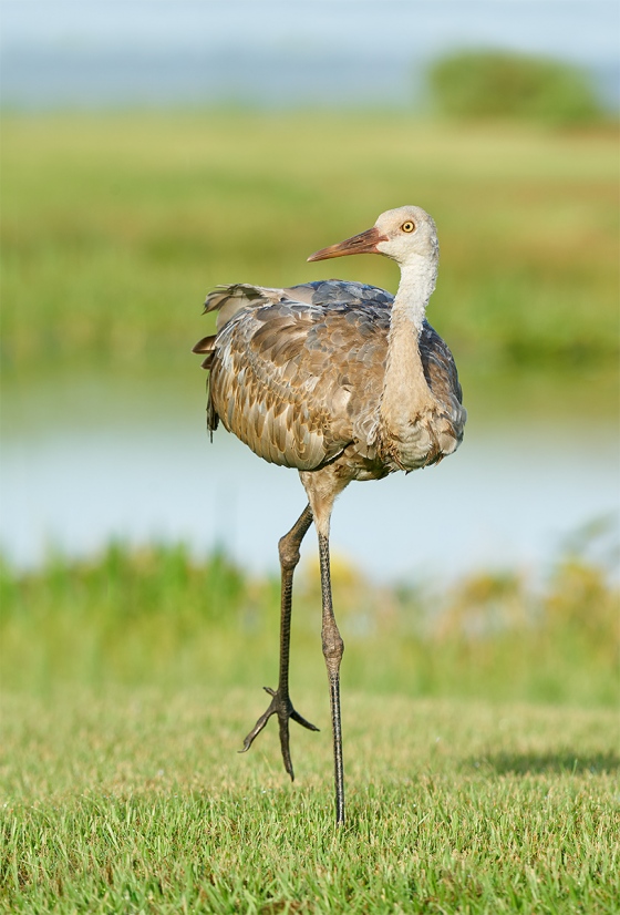 Sandhill-Crane-colt-15-weeks-old-finishing-stretch-_A9B5192-Indian-Lake-Estates-FL-1