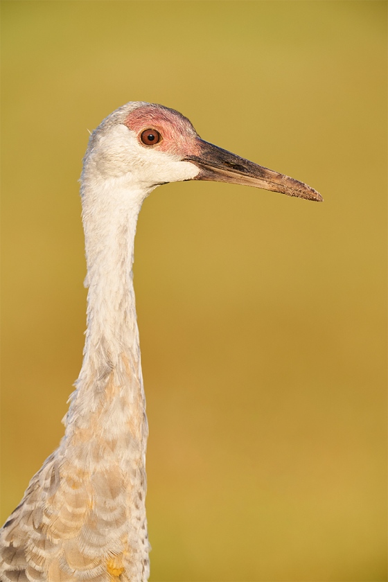 Sandhill-Crane-colt-A-about-5-months-old-_A9B6829-Indian-Lake-Estates-FL-1