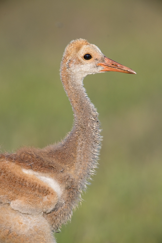 Sandhill-Crane-colt-_DSC3187--Indian-Lake-Esates,-FL