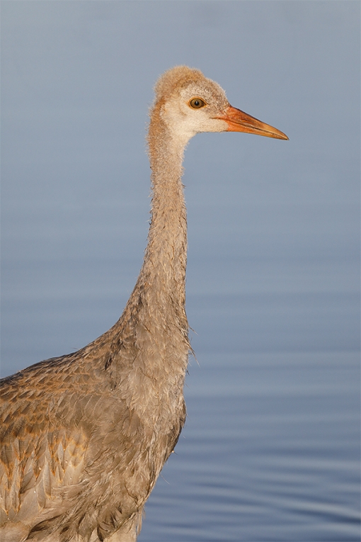 Sandhill-Crane-colt-_P3A2267-Indian-Lake-Estates,-FL