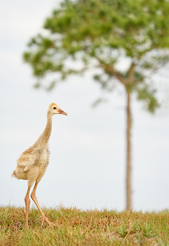 Sandhill-Crane-colt-and-pine-tree-_A9B6309-Indian-Lake-Estates-FL-1