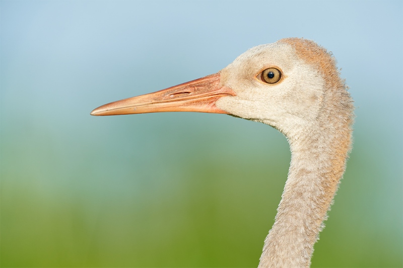 Sandhill-Crane-colt-at-9-weeks-_7R49845-Indian-Lake-Estates-FL-1