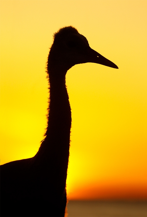 Sandhill-Crane-colt-at-sunset-_P3A2384-Indian-Lake-Estates,-FL