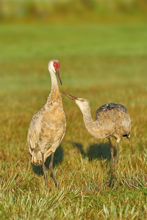 Sandhill-Crane-colt-begging-_A928607-Indian-Lake-Estates-FL-1