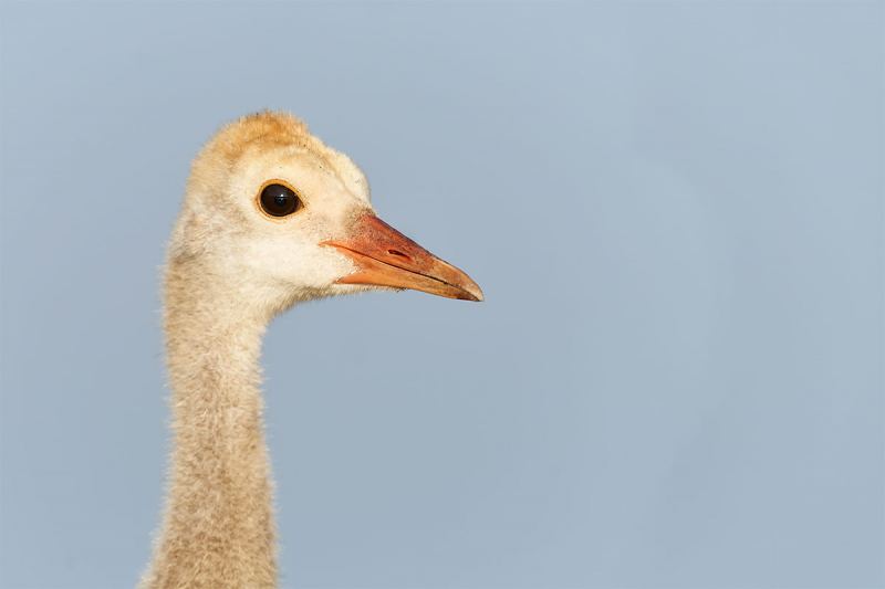 Sandhill-Crane-colt-head-portrait-_7R41646-Indian-Lake-Estates-FL-1