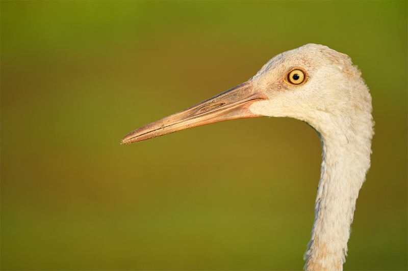 Sandhill-Crane-colt-head-portrait-_A9B5653-Indian-Lake-Estates-FL-1