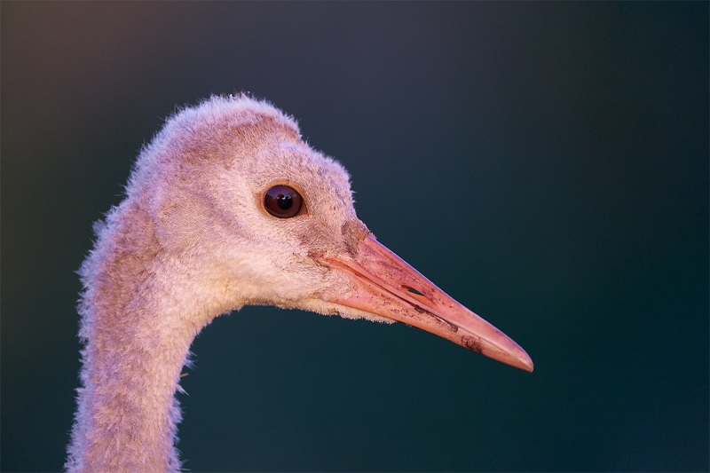 Sandhill-Crane-colt-head-portrait-in-late-light-_A924363-Indian-Lake-Estates-FL-1