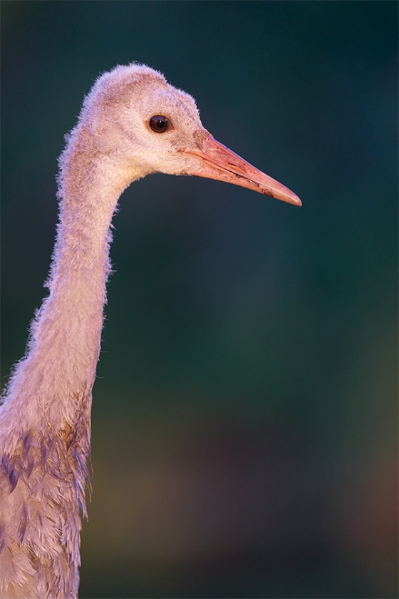 Sandhill-Crane-colt-in-late-ligth-_A924340-Indian-Lake-Estates-FL-1