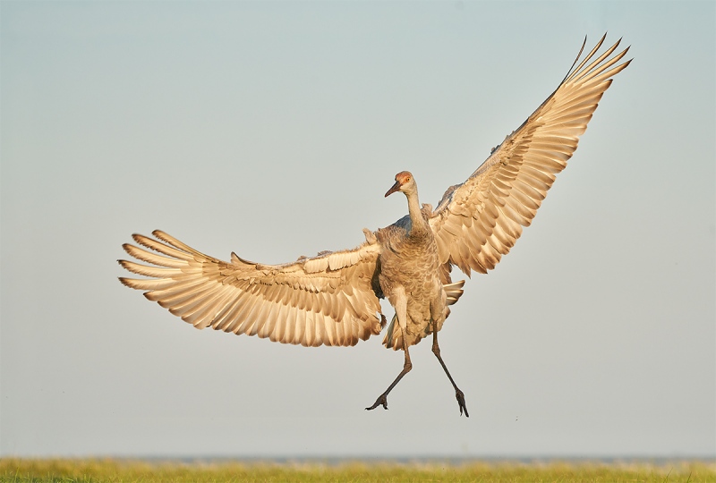 Sandhill-Crane-colt-leaping-up-_7R49040-Indian-Lake-Estates-FL-1