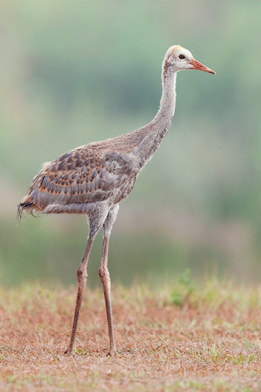 Sandhill-Crane-colt-on-foggymorning-_A0I1135-Indian-Lake-Estates,-FL