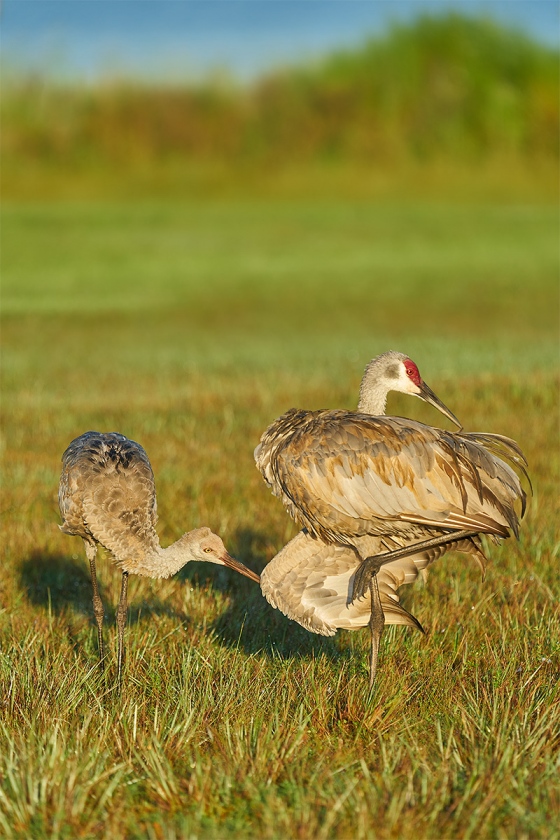 Sandhill-Crane-colt-preening-wing-of-adult-_A928593-Indian-Lake-Estates-FL-1