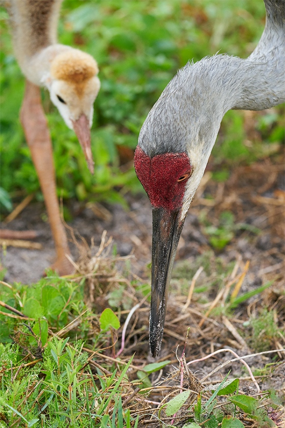 Sandhill-Crane-colt-waiting-to-get-fed-_A9B6408-Indian-Lake-Estates-FL-1