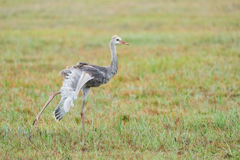 Sandhill-Crane-colt-wingstretch-_7R47983-Indian-Lake-Estates-FL-1