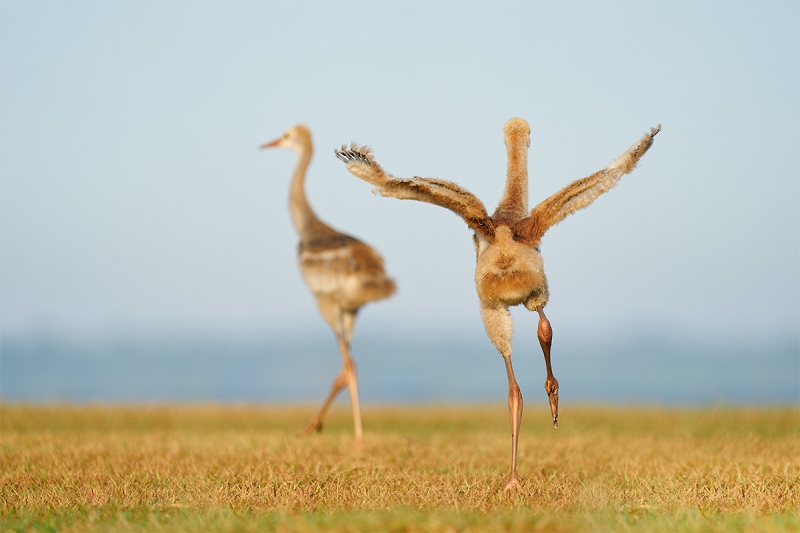 Sandhill-Crane-colts-wait-for-me-bro-_A921485-Indian-Lake-Estates-FL-1