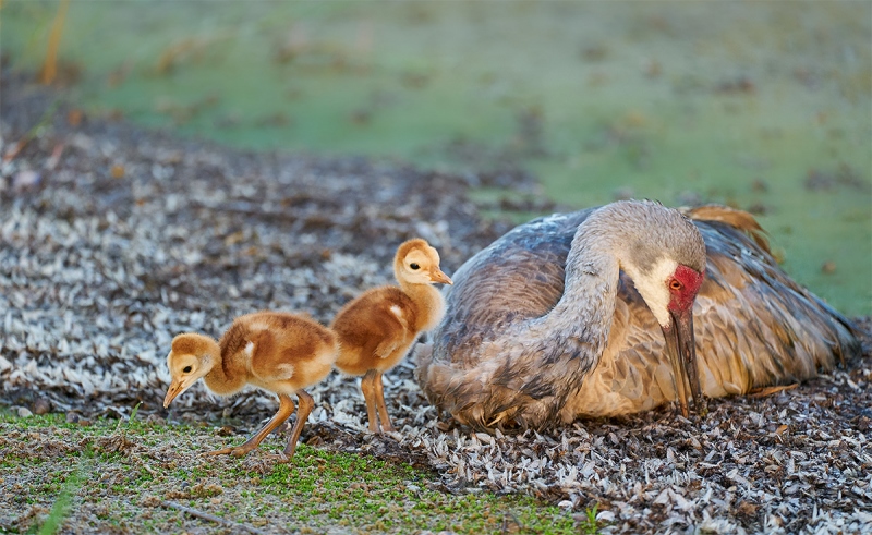 Sandhill-Crane-family-bed-of-mayfly-carcasses-_A9B9798-Indian-Lake-Estates-FL-1