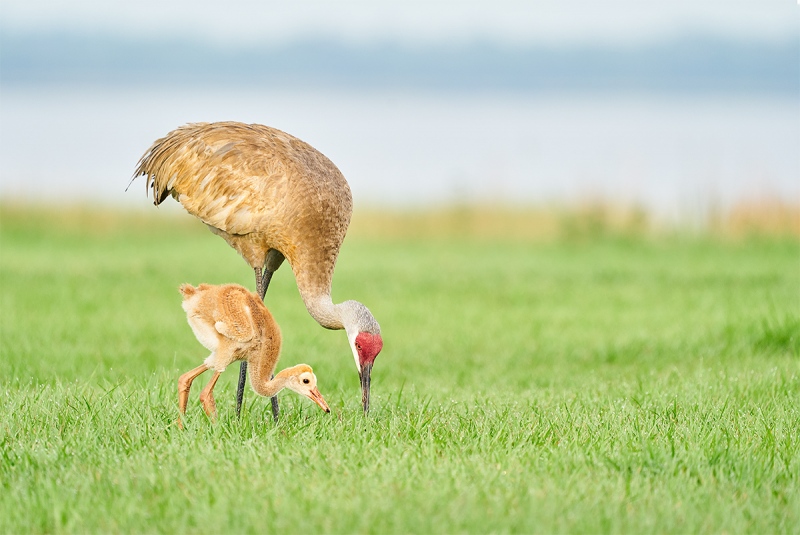 Sandhill-Crane-feeding-large-chick-_A9B3035-Indian-Lake-Estates-FL-1