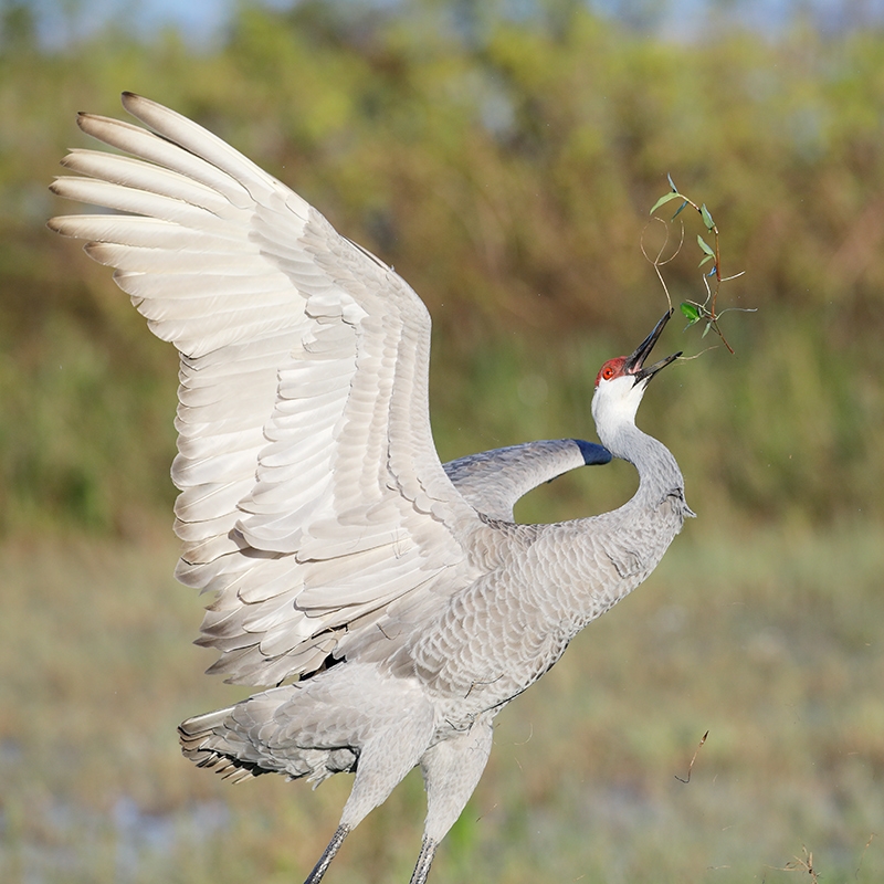 Sandhill-Crane-grass-throwing-display-TIGHTER-_P3A0982--Indian-Lake-Estates,-FL