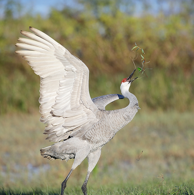 Sandhill-Crane-grass-throwing-display-_P3A0982--Indian-Lake-Estates,-FL