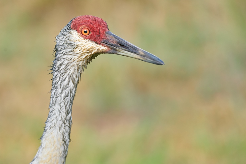 Sandhill-Crane-head-and-neck-disheveled-_A9B5995-Indian-Lake-Estates-FL-1