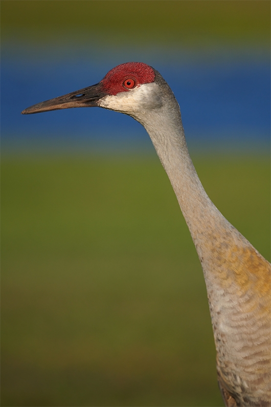Sandhill-Crane-head-and-neck-portrait-_BUP0714-IndianLake-Estates,-FL-1