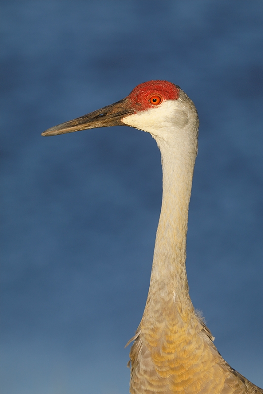 Sandhill-Crane-head-&-neck-vert-portrait-_P3A1684-Indian-Lake-Estates,-FL