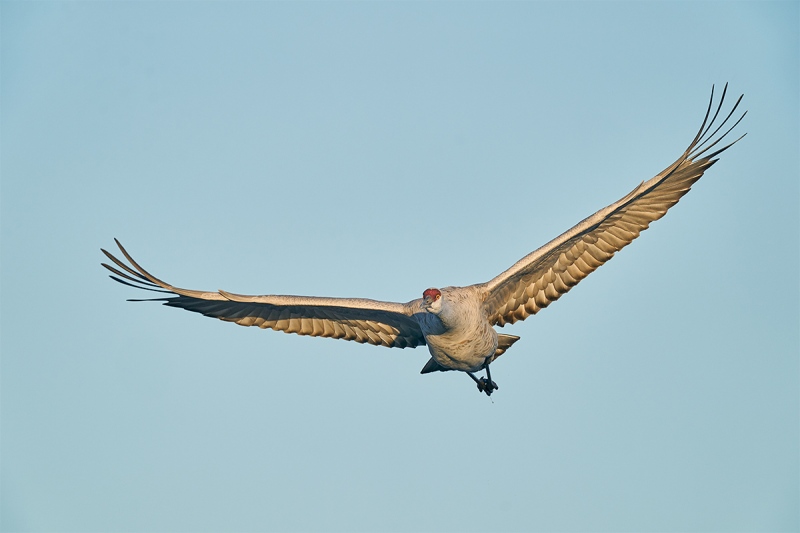 Sandhill-Crane-head-on-flight-_A928565-Bosque-del-Apache-NWR-San-Antonio-NM-1