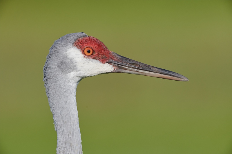 Sandhill-Crane-head-portrait-_BUP1953-Indian-Lake-Estates-FL-1