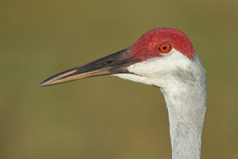 Sandhill-Crane-head-portrait-_DSC5121-Indian-Lake-Estates-FL-1