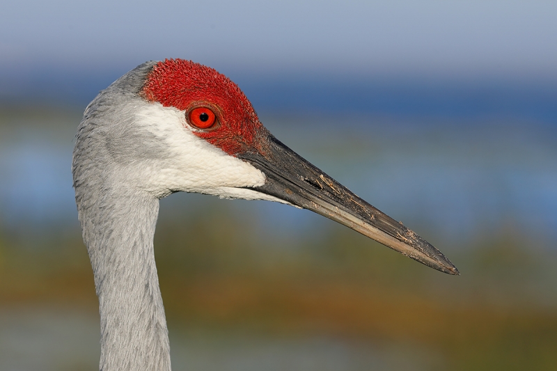 Sandhill-Crane-head-portrait-_P3A3819-Indian-Lake-Estates,-FL