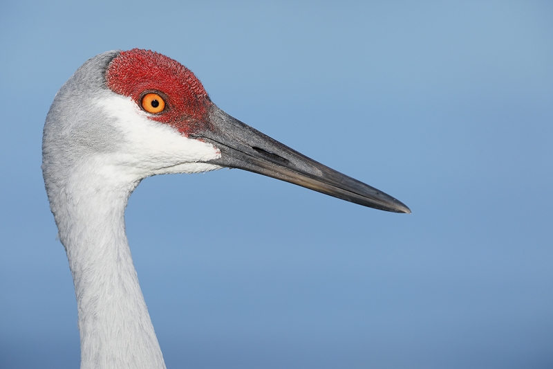 Sandhill-Crane-head-portrait-_W5A4872--Indian-Lake-Estates,-FL