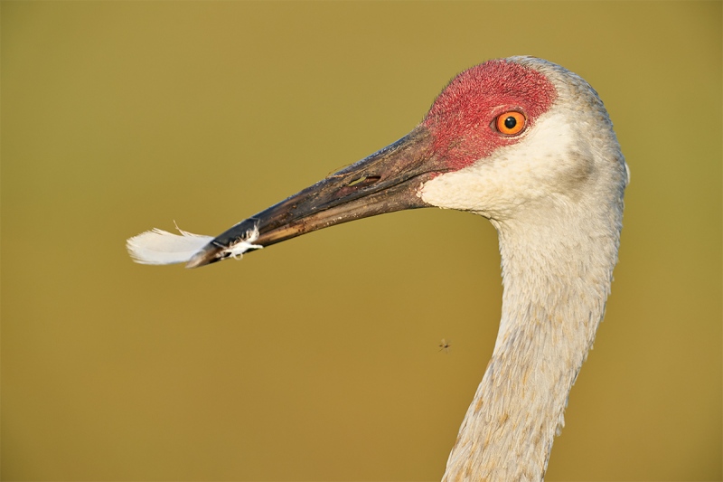 Sandhill-Crane-holding-preened-body-feather-_A9B6822-Indian-Lake-Estates-FL-1