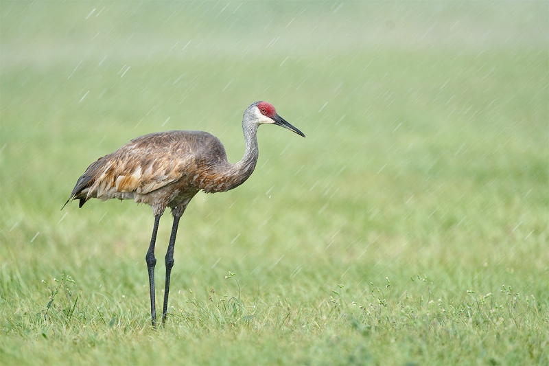 Sandhill-Crane-in-downpour-_7R42383-Indian-Lake-Estates-FL-1