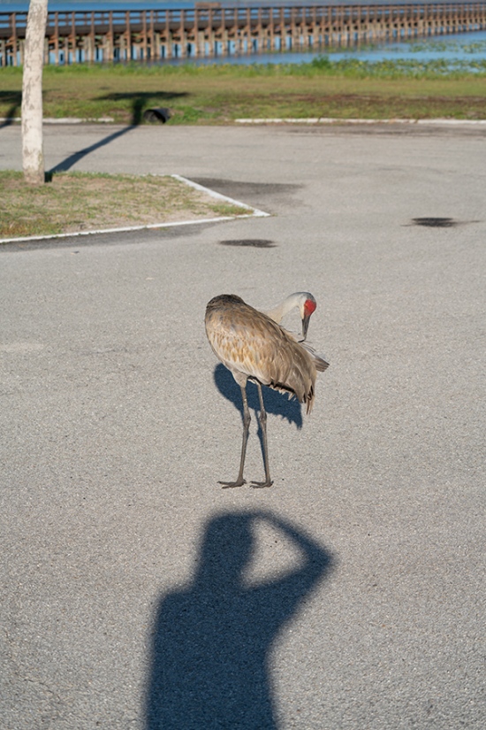 Sandhill-Crane-in-parking-lot-SUN-ANGLE-_A7R3932-Indian-Lake-Estates-FL-1