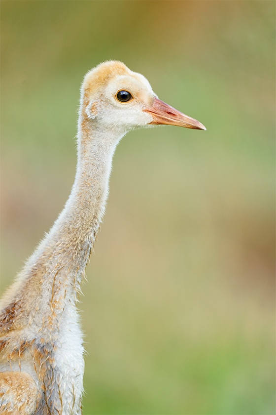 Sandhill-Crane-large-chick-_A9B6017-Indian-Lake-Estates-FL-1