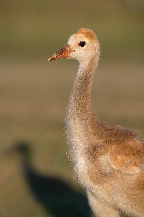 Sandhill-Crane-large-chick-_DSC3355--Indian-Lake-Esates,-FL