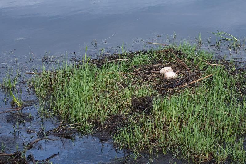 Sandhill-Crane-new-nest-with-two-eggs-_BUP0687-Indian-Lake-Estates,-FL