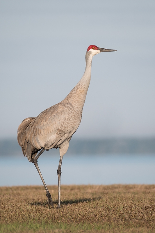 Sandhill-Crane-on-hill-_DSF3564-Indian-Lake-Estates,-FL