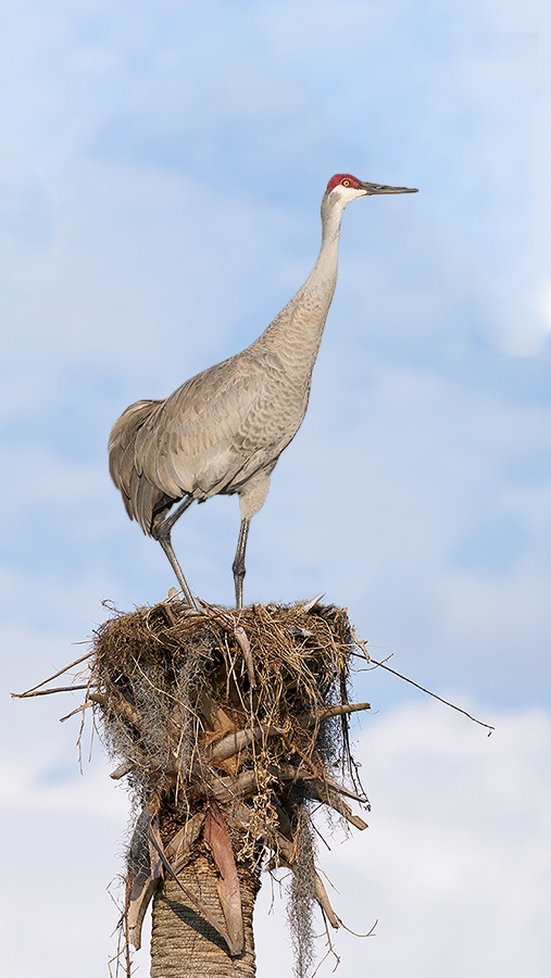 Sandhill-Crane-on-nest-_A9B8037-Indian-Lake-Estates-FL-1