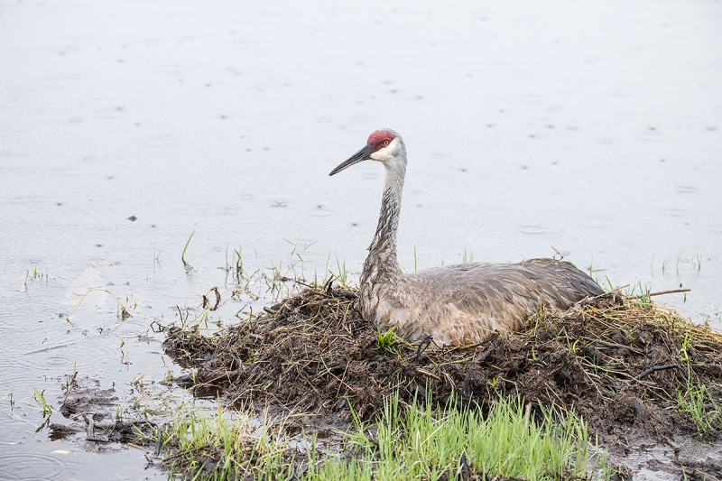 Sandhill-Crane-on-nest-in-the-rain-_BUP1070-Indian-Lake-Estates,-FL