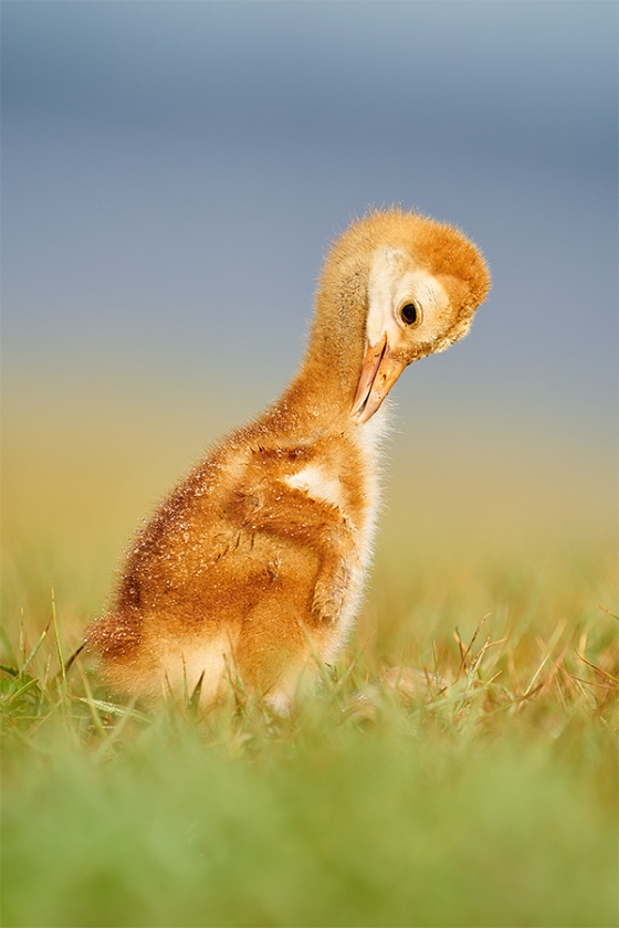 Sandhill-Crane-one-week-old-chick-preening-_A927962-Indian-Lake-Estates-FL-1