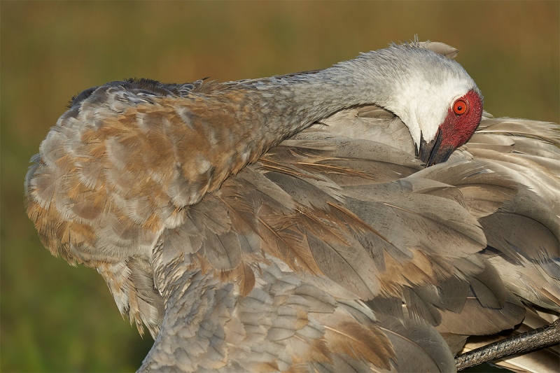 Sandhill-Crane-preening-back-_DSC5053-Indian-Lake-Estates-FL-1