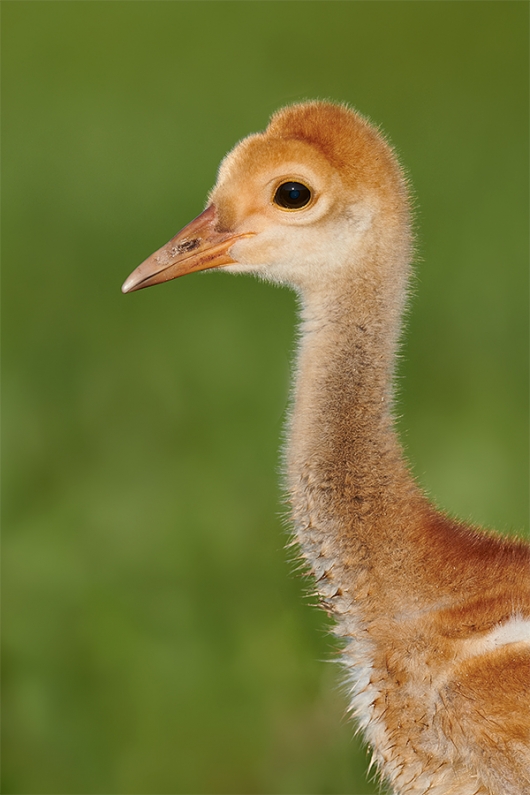 Sandhill-Crane-small-chick-_BUP0967-IndianLake-Estates,-FL