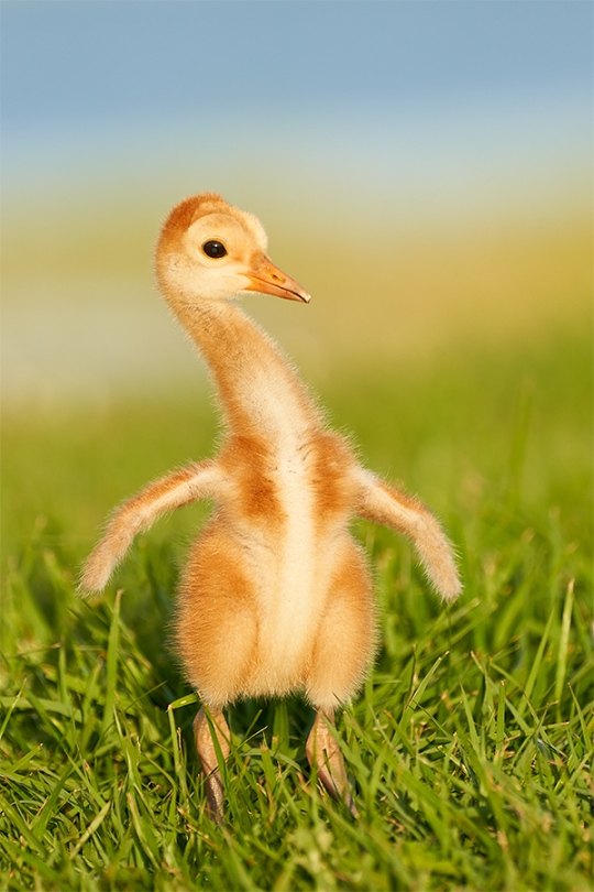 Sandhill-Crane-small-chick-aggressive-posture-_7R40789-Indian-Lake-Estates-FL-1