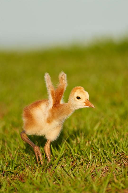 Sandhill-Crane-small-chick-stretching-wing-stubs-_7R40829-Indian-Lake-Estates-FL-1