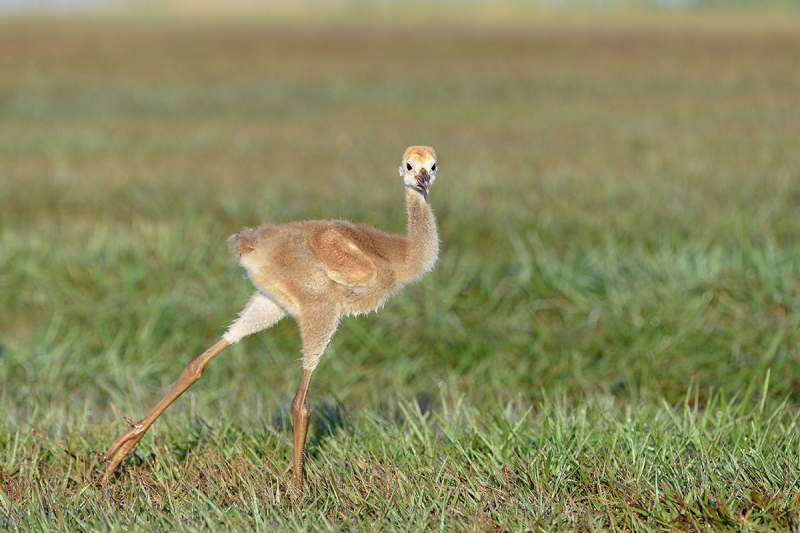 Sandhill-Crane-small-colt-stretching-_DSC0439--Indian-Lake-Esates,-FL